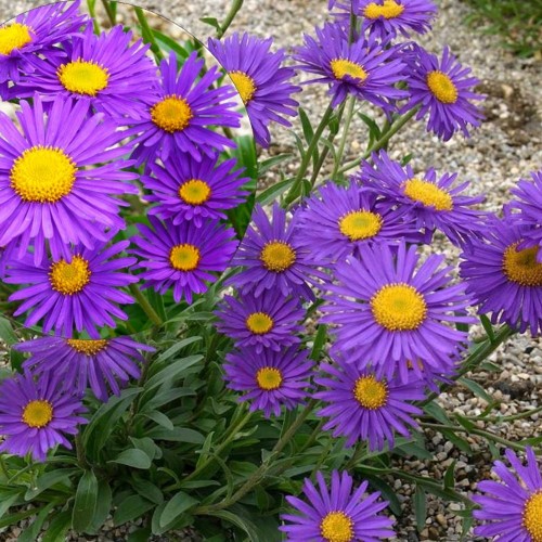 Aster alpinus 'Dunkle Schöne' - Alpi aster 'Dunkle Schöne' P9/0,55L